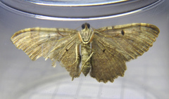 Rheumaptera meadii