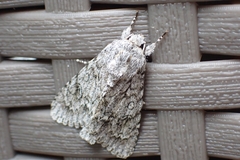 Acronicta aceris