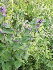 Ballota nigra