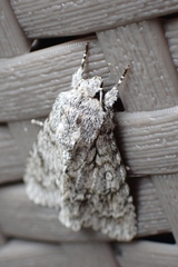 Acronicta aceris