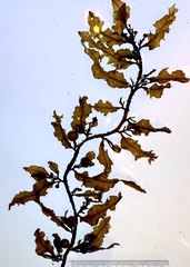 Sargassum scabridum