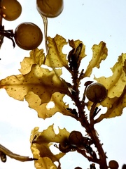 Sargassum scabridum
