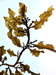 Sargassum scabridum