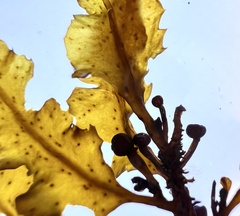 Sargassum scabridum