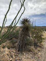 Yucca treculiana