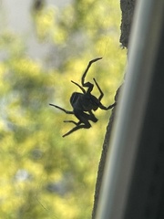 Segestria florentina