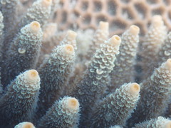 Acropora millepora