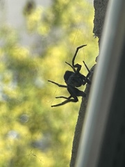 Segestria florentina