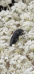 Acmaeoderella farinosa
