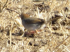 Cisticola fulvicapilla