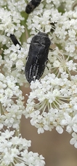 Acmaeoderella farinosa