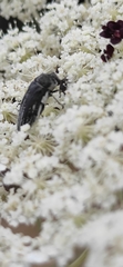 Acmaeoderella farinosa