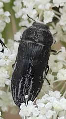 Acmaeoderella farinosa