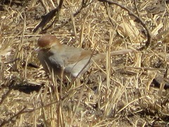 Cisticola fulvicapilla