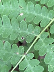 Leiobunum aldrichi