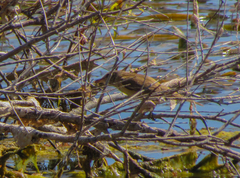 Acrocephalus arundinaceus