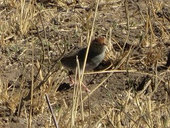 Cisticola fulvicapilla