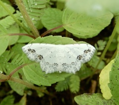 Scopula pulchellata