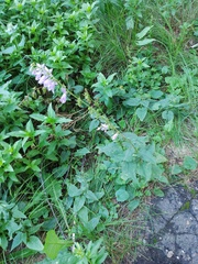 Campanula rapunculoides