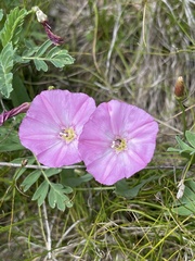 Convolvulus chinensis