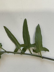 Convolvulus chinensis