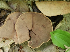 Hapalopilus rutilans image