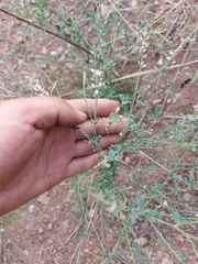 Astragalus melilotoides