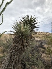 Yucca treculiana