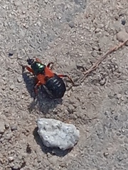 Prostemma aeneicolle