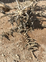 Caroxylon tuberculatum