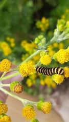 Jacobaea vulgaris