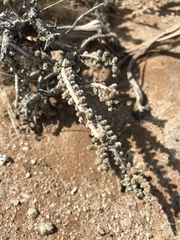 Caroxylon tuberculatum