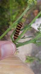 Jacobaea vulgaris