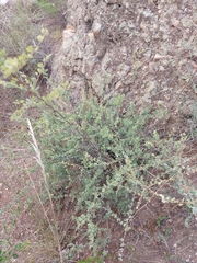 Spiraea aquilegifolia
