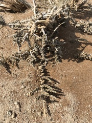 Caroxylon tuberculatum