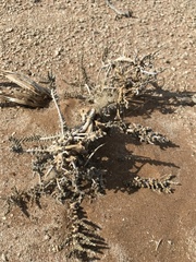 Caroxylon tuberculatum