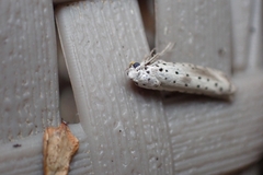 Yponomeuta irrorellus