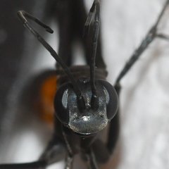 Sericopompilus apicalis