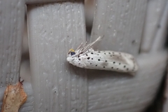 Yponomeuta irrorellus