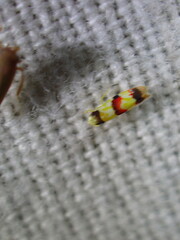 Erythroneura integra