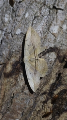 Hypopyra vespertilio