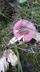 Russula nauseosa