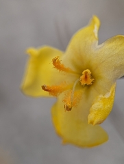 Verbascum pyroliforme dudleyanum