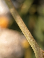Verbascum pyroliforme dudleyanum