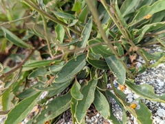 Verbascum pyroliforme dudleyanum