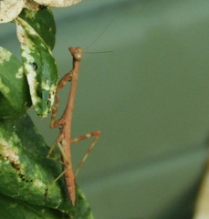 Stagmomantis carolina
