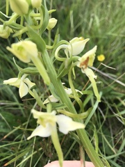 Platanthera chlorantha