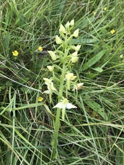 Platanthera chlorantha