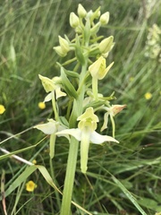Platanthera chlorantha
