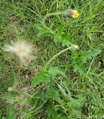 Tridax procumbens